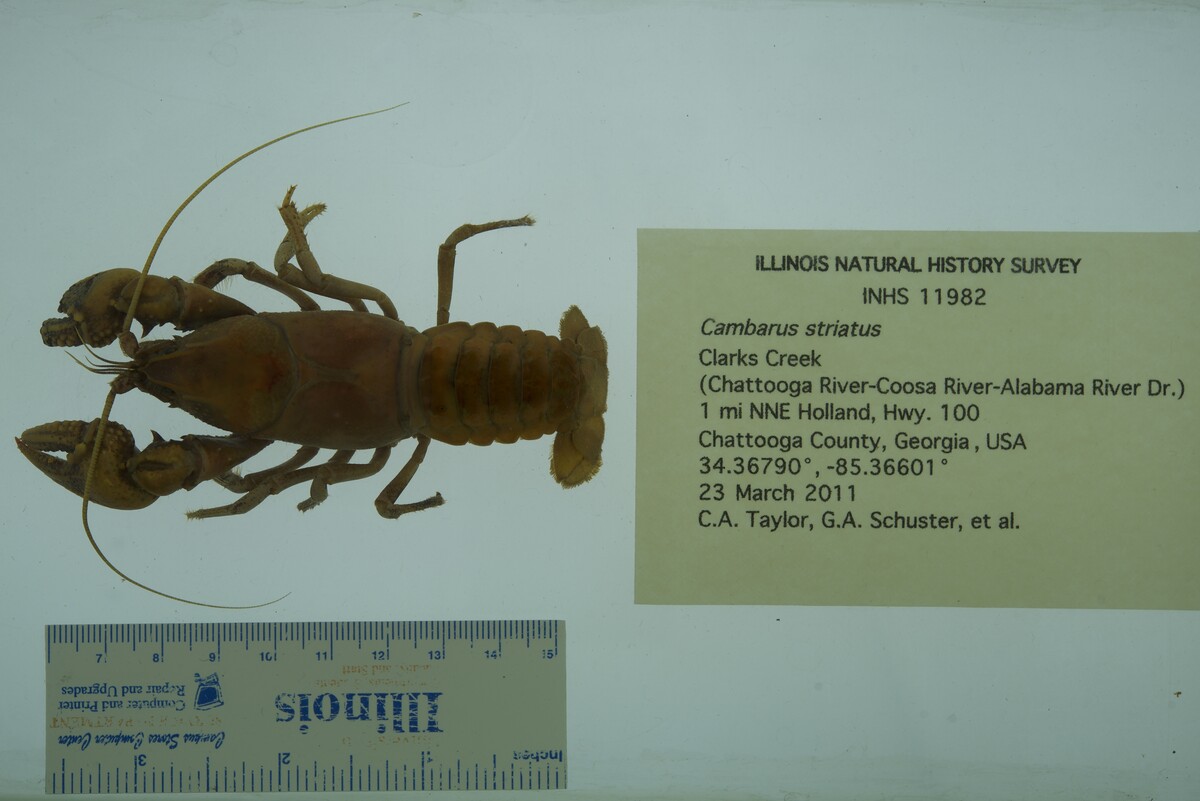 Cambarus striatus image